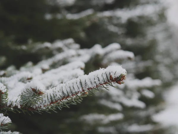 Snow Covered Fir Tree — Stock Photo, Image