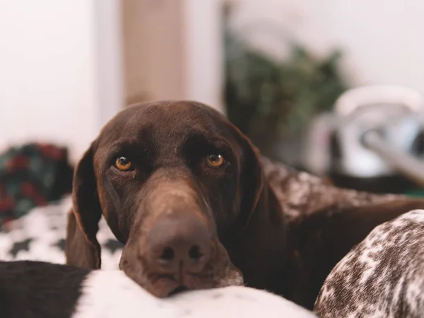 Bir Köpek Evde Döşeme Portresi — Stok fotoğraf