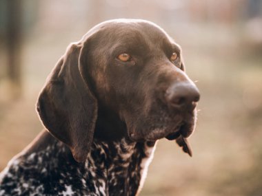Alman işaretçi köpek portre