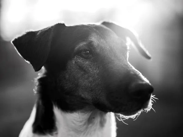 Portrait Chien Coucher Soleil — Photo