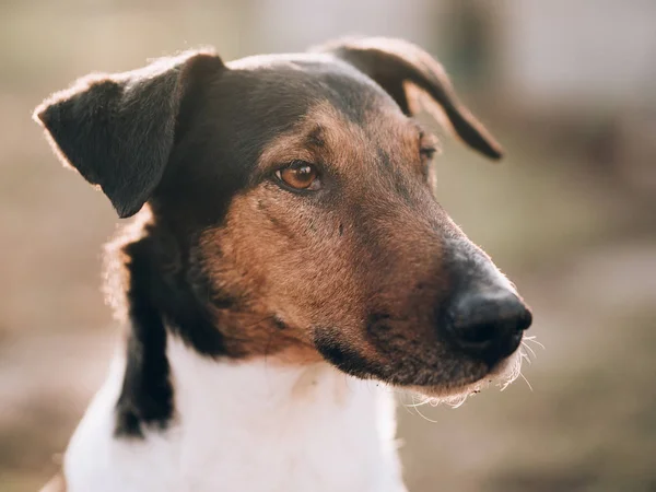 Potret Anjing Musim Panas Matahari Terbenam — Stok Foto
