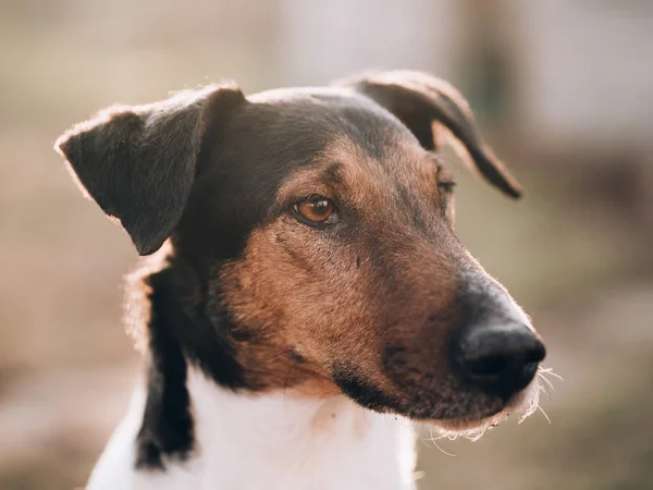 Ritratto Cane Intelligente Focus Sul Viso — Foto Stock