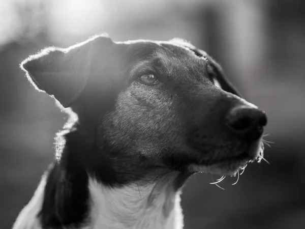 Retrato Perro Blanco Negro —  Fotos de Stock