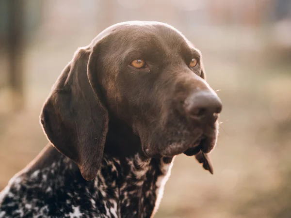 Portrait Chien Pointeur Allemand — Photo