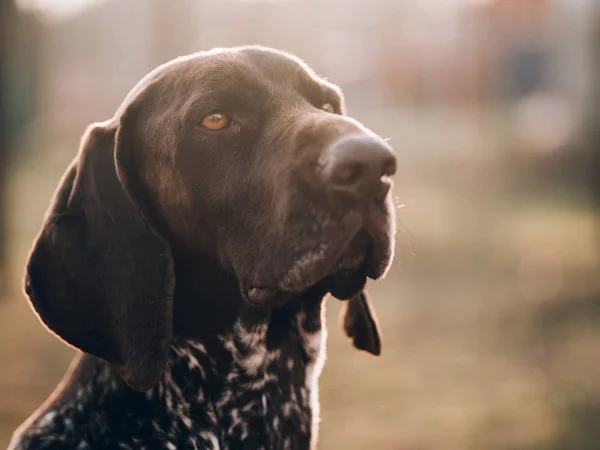 Portret Van Een Hond Duitse Aanwijzer Tuin — Stockfoto