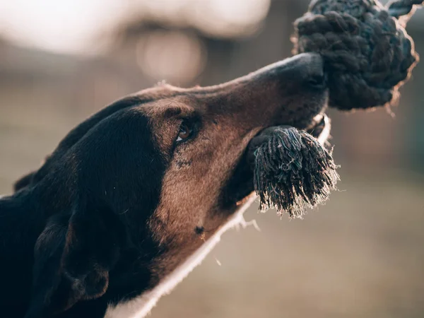 Игровая Собака Играет Открытом Воздухе — стоковое фото