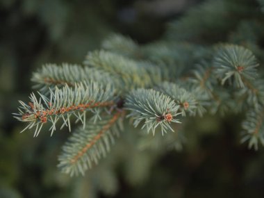 Yeşil fern yaprak, yaprak yakından