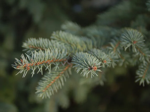 Green Fern Leaf Close Leaves — Stock Photo, Image