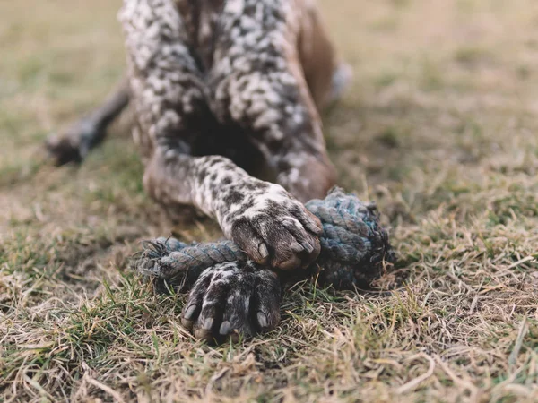 Picioare Câine Care Dețin Jucărie Câine — Fotografie, imagine de stoc
