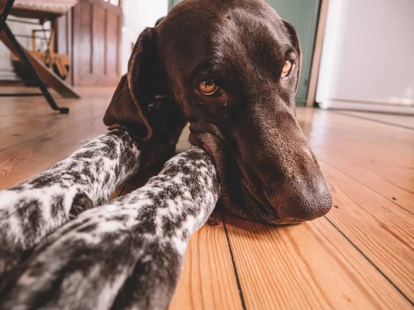 Chien Paresseux Reposant Maison — Photo