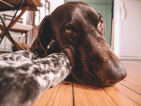 Σκυλί Που Αναπαύεται Στο Σπίτι Ξύλινο Πάτωμα — Φωτογραφία Αρχείου