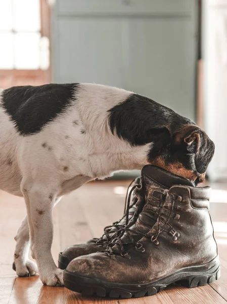 Hund Læderstøvler Trægulv Vintage Hjem Interiør - Stock-foto