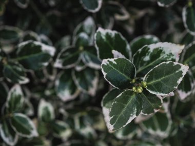 yeşil yaprakların arkaplanı