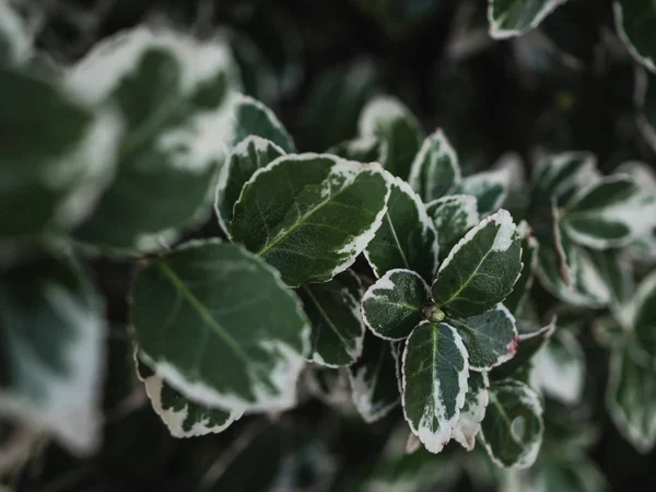 Background Green Leaves — Stock Photo, Image