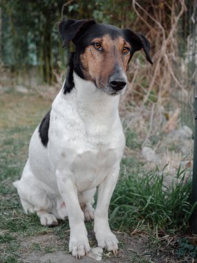 Garden'da oturan köpek