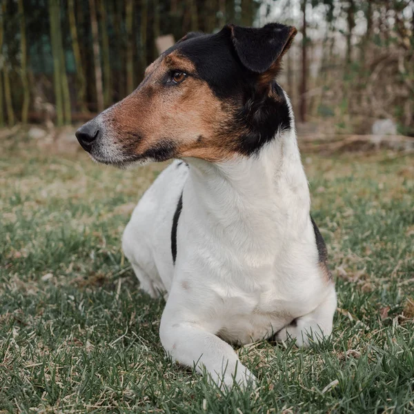 Портрет Собаки — стоковое фото