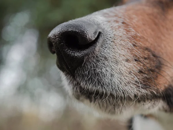 Sniffing dog nose close-up.
