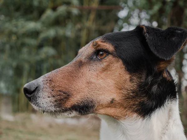 Portrait Dog — Stock Photo, Image