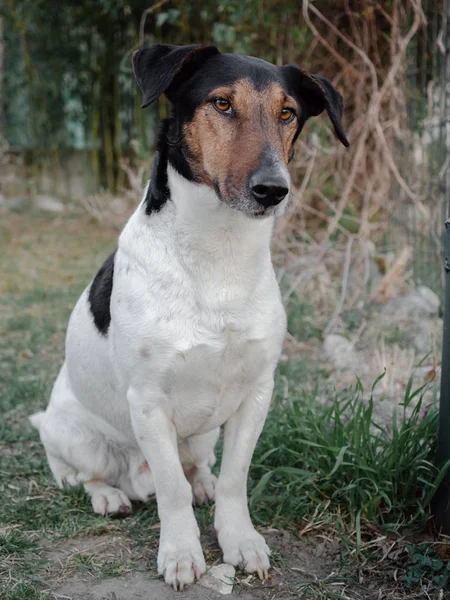 Cão Sentado Jardim — Fotografia de Stock