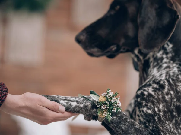 Chien Mariage Chien Mariage Comme Mariée Décor Floral Sur Patte — Photo