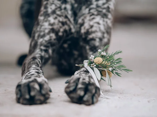 Cão Casamento Cão Casamento Como Noiva Decoração Floral Perna Cão — Fotografia de Stock