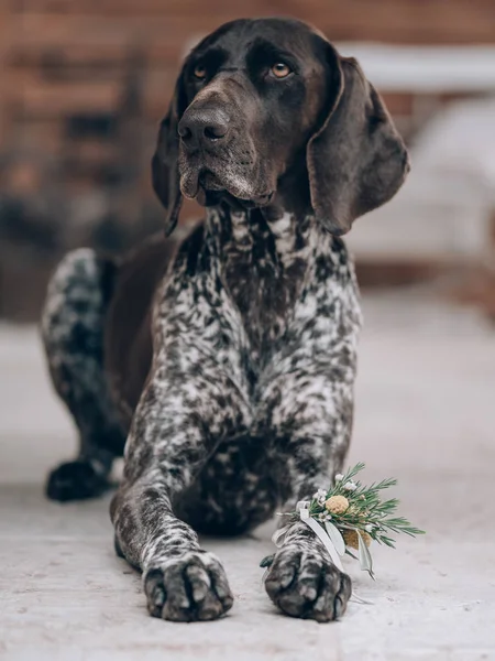 Chien Mariage Chien Mariage Comme Mariée Décor Floral Sur Patte — Photo