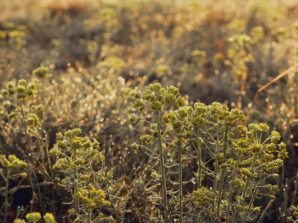 Misty Morning Dew Grass — Stock Photo, Image