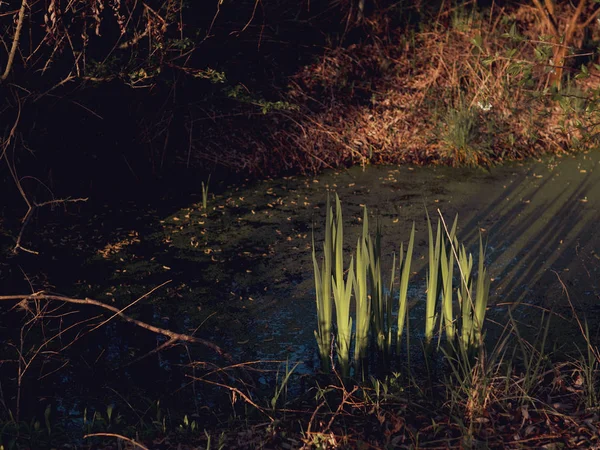 Détail Jardin Moody Lumière Soleil Sur Feuille Verte — Photo