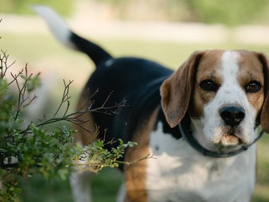 Bahçede Beagle köpek