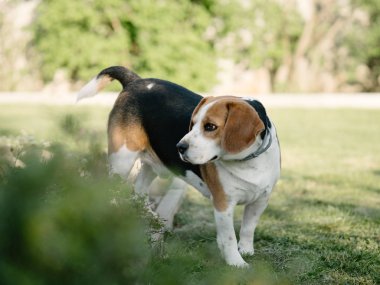 Bahçede Beagle köpek