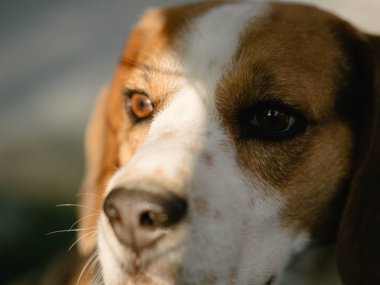 Bahçede Beagle köpek