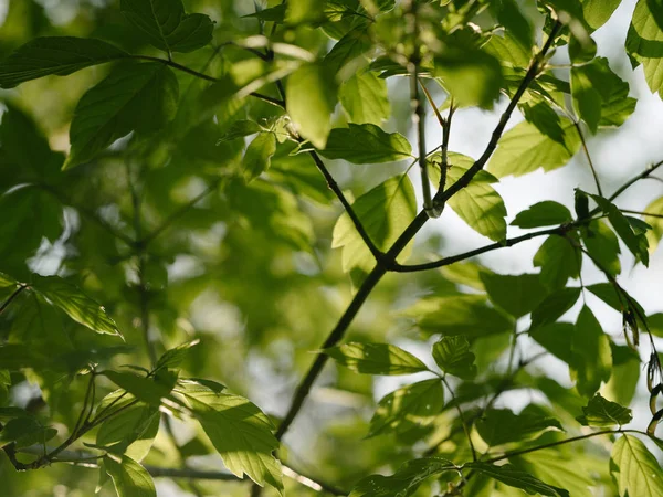 Зеленые Листья Дерева — стоковое фото