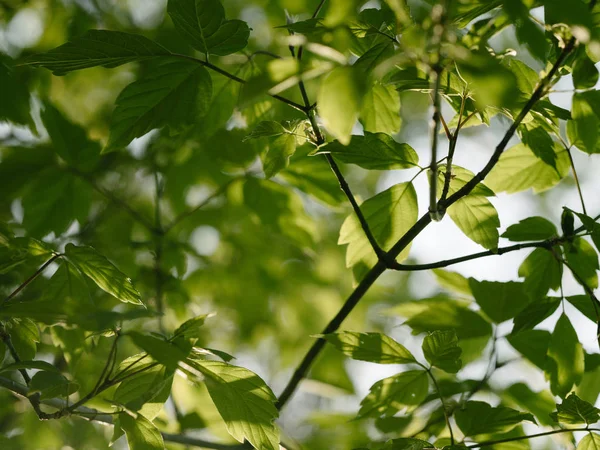 Green Leaves Tree — Stock Photo, Image