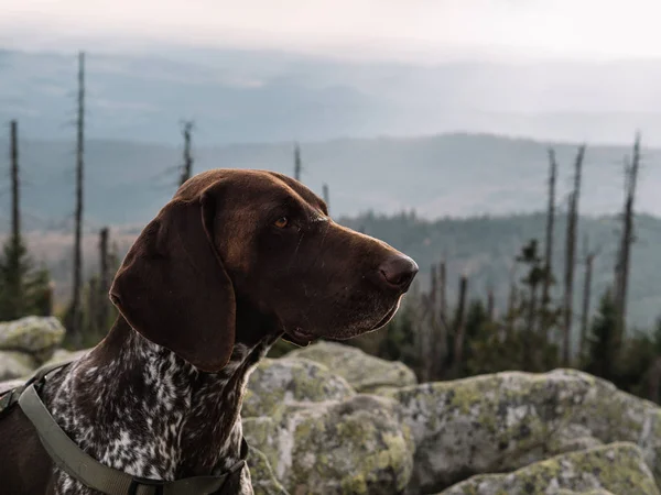 German Pointer Dog Mountain Hike — Stock Photo, Image