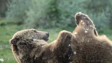 Kahverengi ayı avıyla oynuyor. Yavaş çekim kahverengi ayı oynuyor.
