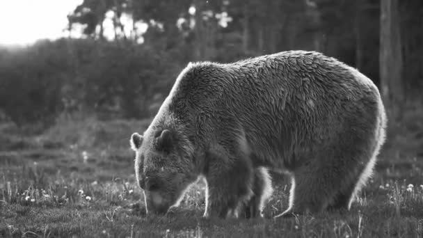 Brunbjörn Familj Skogen — Stockvideo