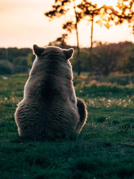 Бурый Медведь Смотрит Закат Вид Сзади Милого Медведя — стоковое фото