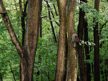 Güzel yeşil orman arka planı
