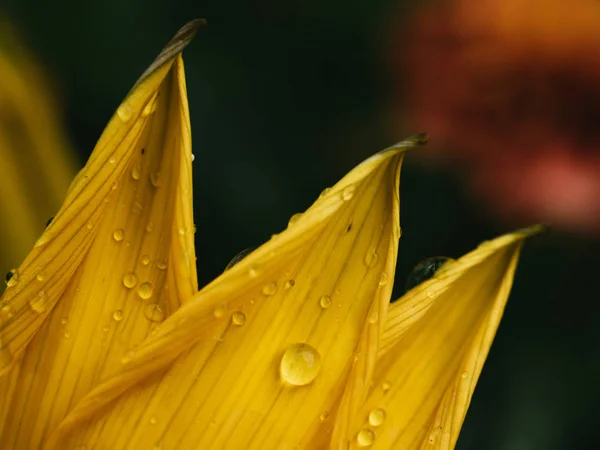 Las Gotas Hoja — Foto de Stock