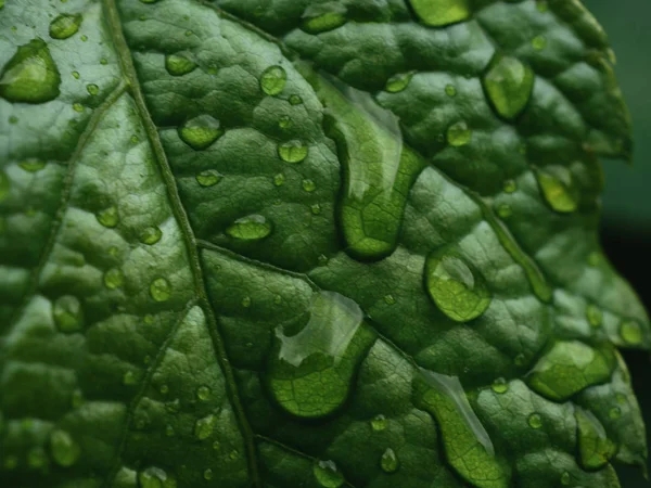 Water Drops Green Leaf Background — Stock Photo, Image