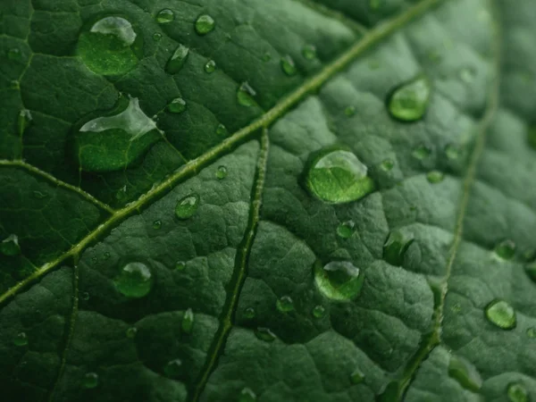 Water Drops Green Leaf Background — Stock Photo, Image