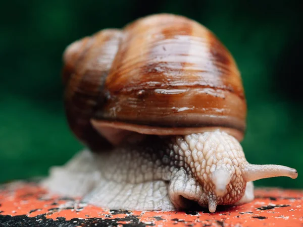 Snail Moving Nature — Stock Photo, Image