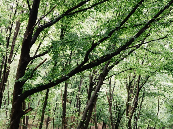 Bela Floresta Verde Fundo — Fotografia de Stock
