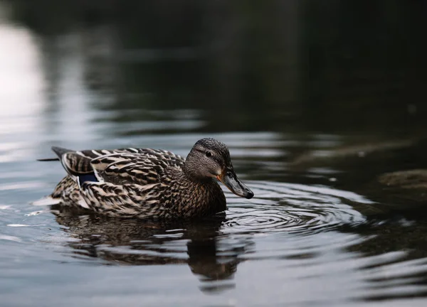 Eend Het Water — Stockfoto