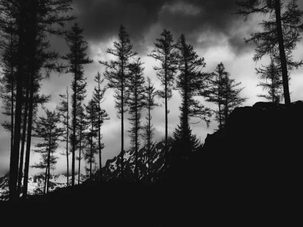 Vista Dramática Floresta Pinheiros Nas Montanhas — Fotografia de Stock