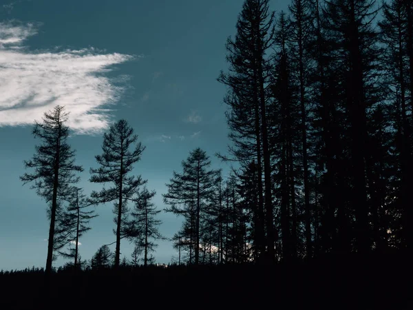 Puesta Sol Bosque — Foto de Stock