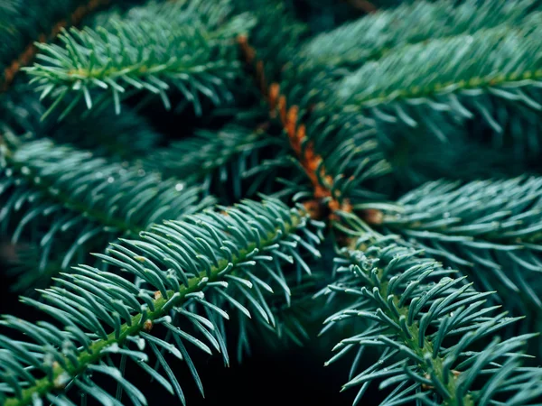 Spruce Tree Background Pine Tree Pattern — Stock Photo, Image