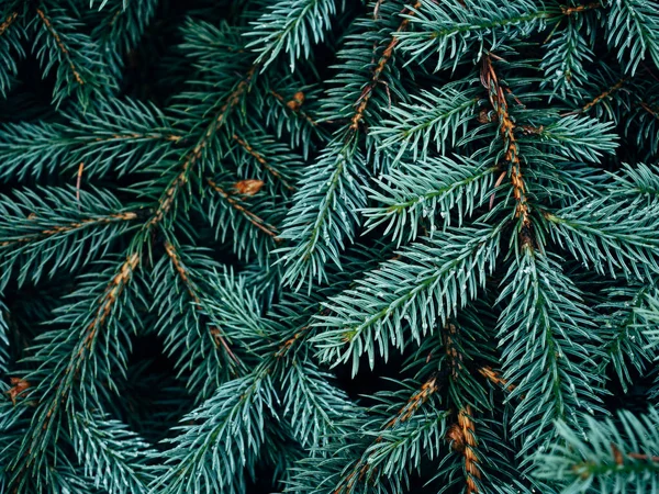 Spruce Tree Background Pine Tree Pattern — Stock Photo, Image