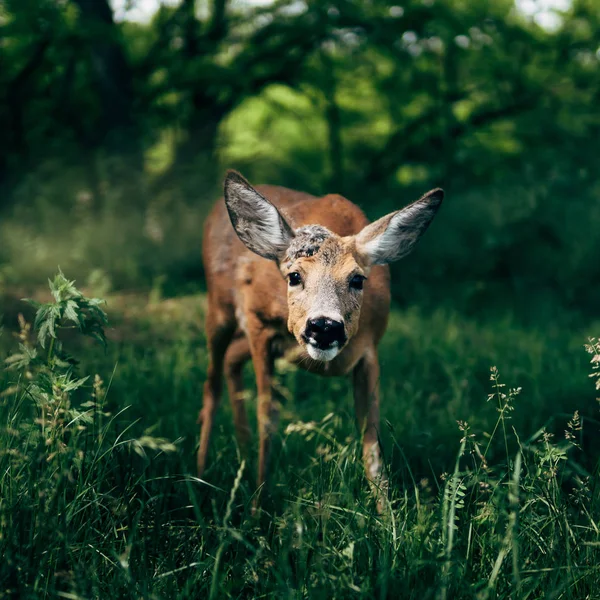 Deer Forest Animal Wildlife — Stock Photo, Image