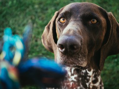 Alman işaretçi köpek köpek oyuncak izliyor